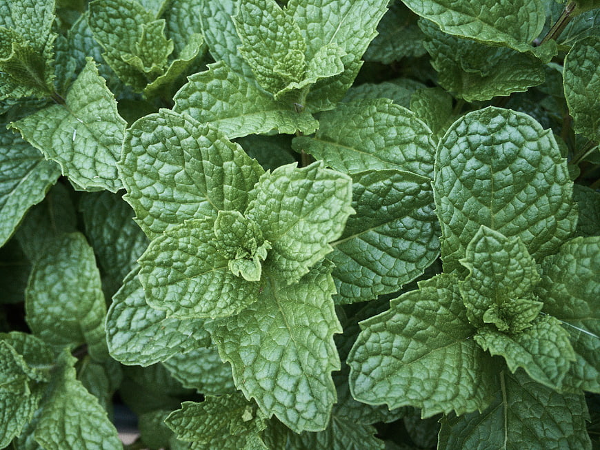 Close-up of fresh green mint leaves texture