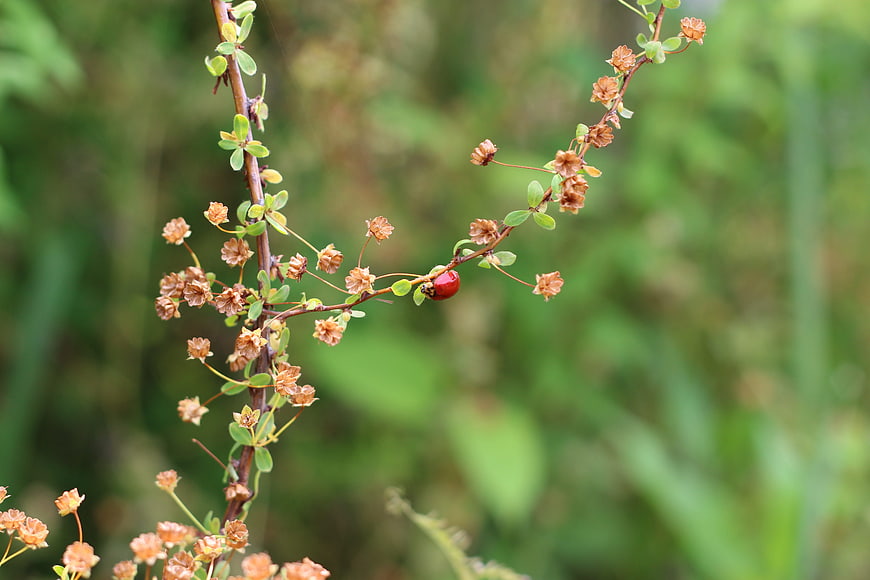 Red Ladybug on Dried Flower Branch in Nature