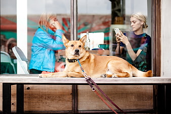 Relaxed Dog on Leash Outside Cafe Window