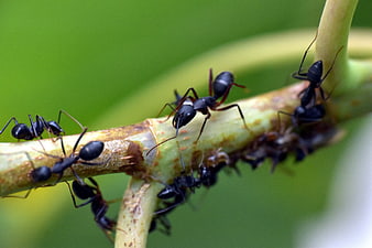 Macro photography of black ants crawling on a green plant stem