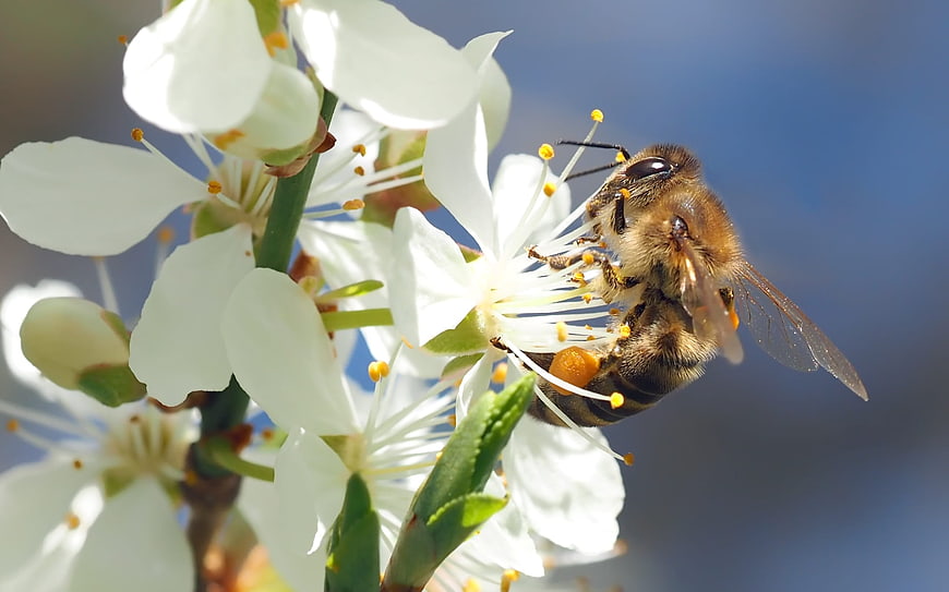 Macro shot of honey bee pollinating white cherry blossom