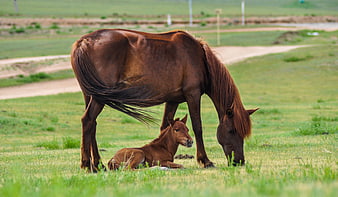 Brown Mare Grazing with Resting Foal in Green Pasture