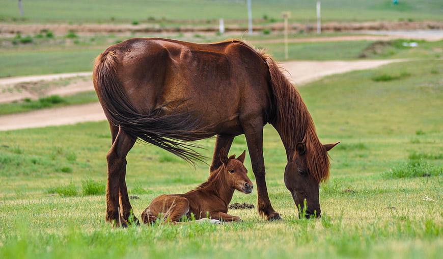 Brown Mare Grazing with Resting Foal in Green Pasture
