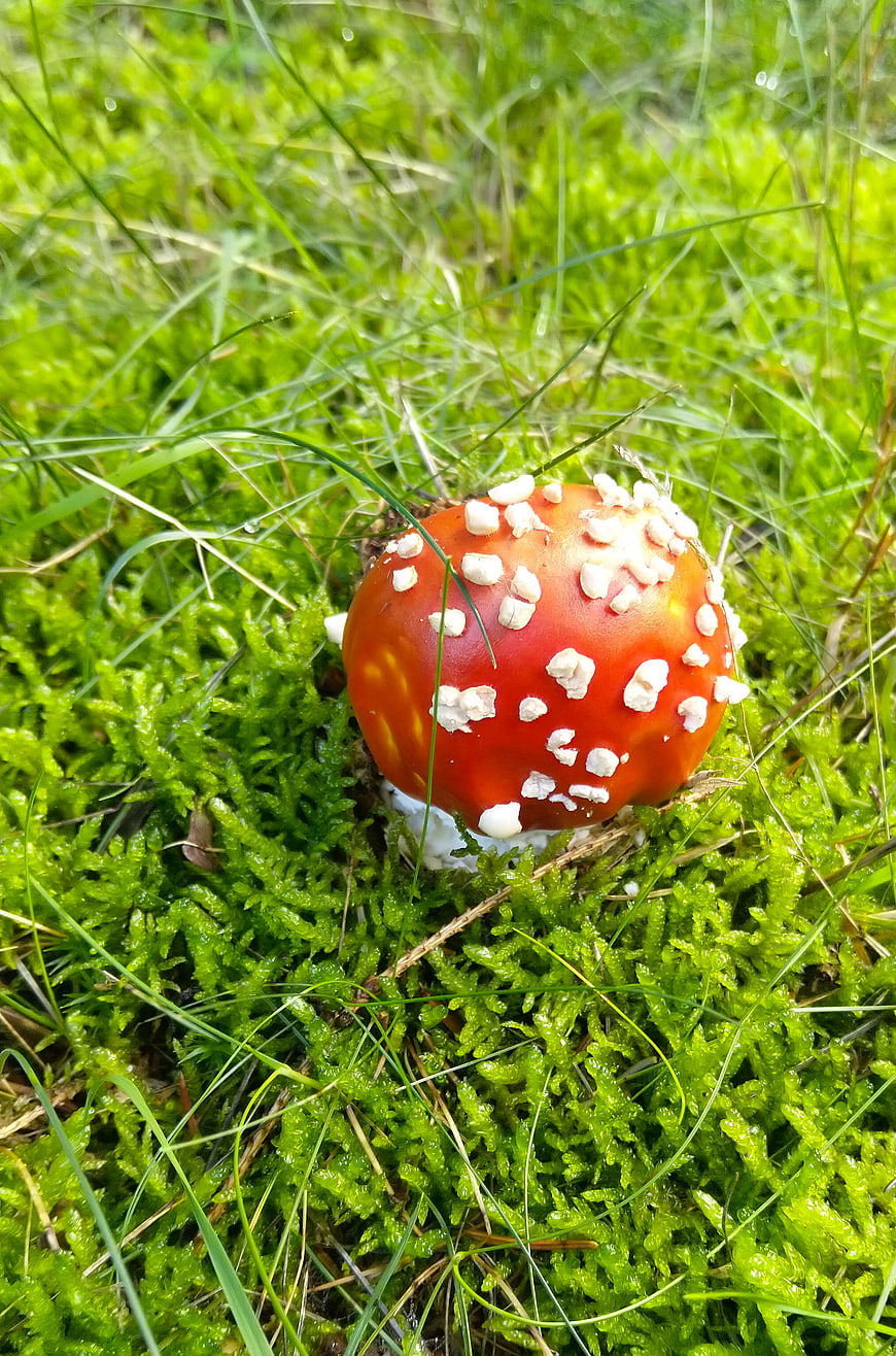 Red Fly Agaric Mushroom in Green Moss