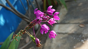 Vibrant Purple Orchid Blooms in Natural Garden Setting