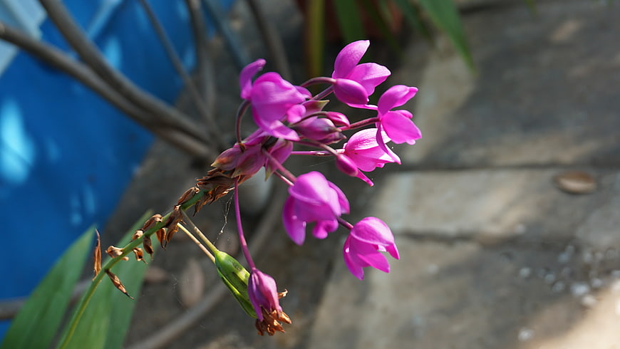 Vibrant Purple Orchid Blooms in Natural Garden Setting