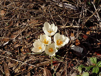 White Crocus Flowers Blooming in Early Spring