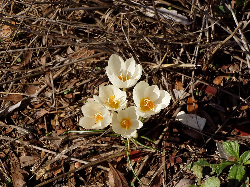 White Crocus Flowers Blooming in Early Spring