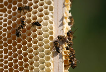 Close-up of Honeybees on Honeycomb Hive Frame