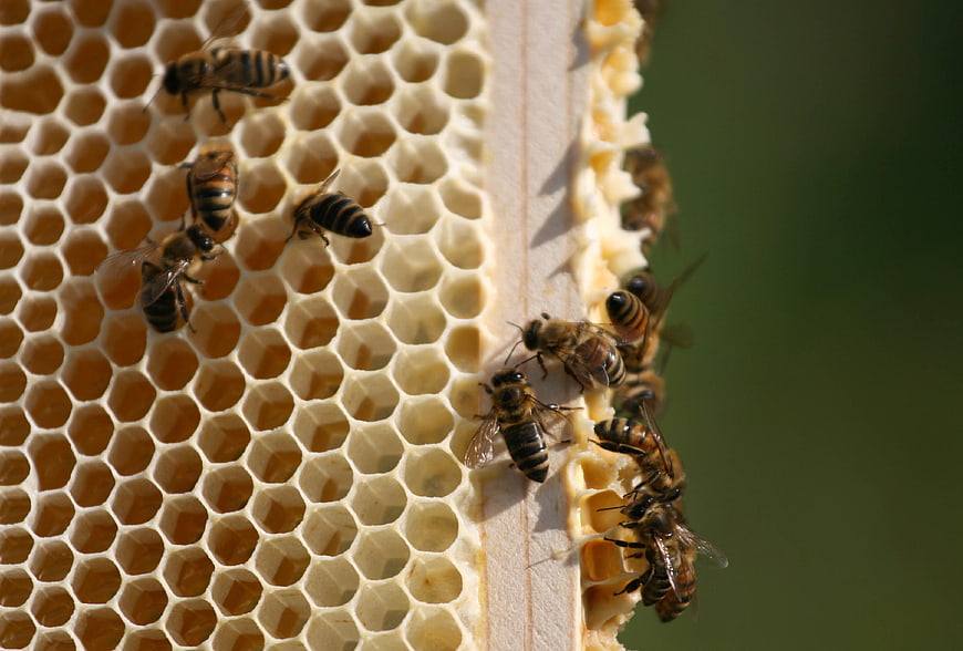 Close-up of Honeybees on Honeycomb Hive Frame