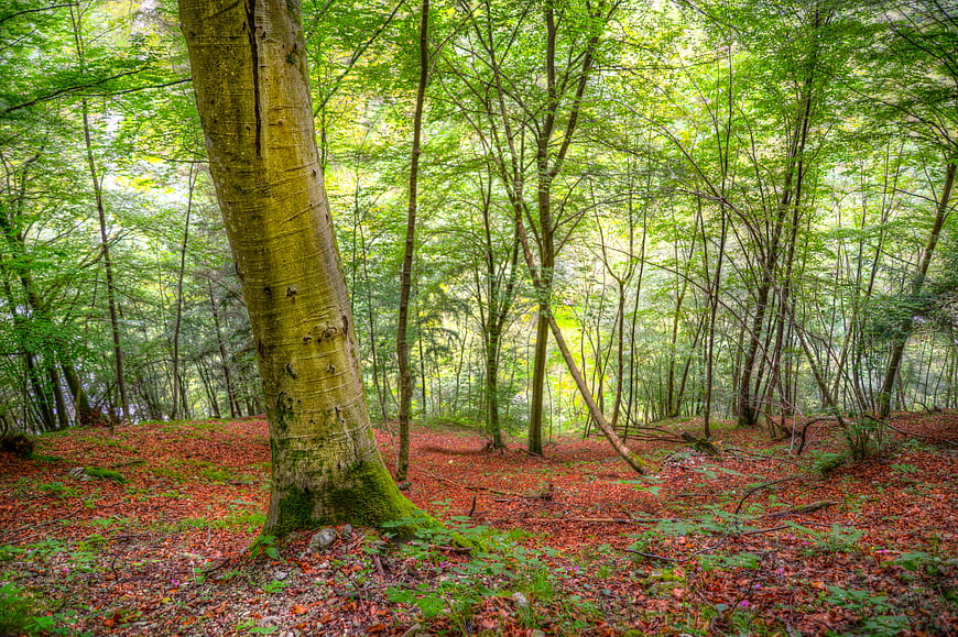 Lush Green Forest with Red Leaf Litter and Large Tree Trunk
