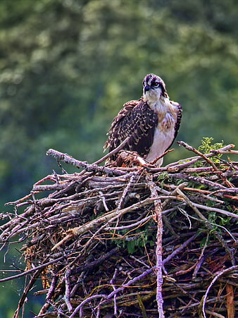 Osprey perched on large stick nest in nature