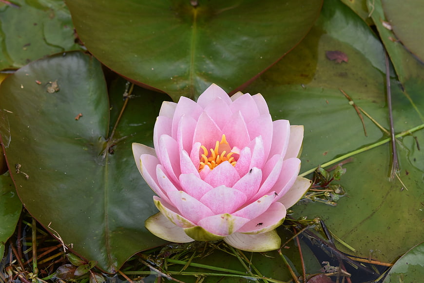 Pink Water Lily Flower Blooming on Green Lily Pads