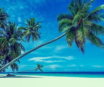 Tropical Beach With Leaning Palm Trees And Turquoise Ocean Water