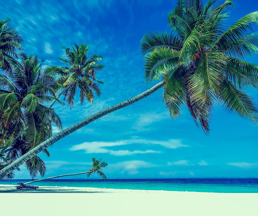 Tropical Beach With Leaning Palm Trees And Turquoise Ocean Water