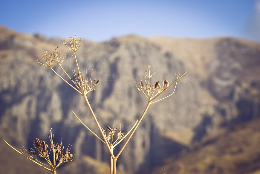 Dried wildflower stalks against blurred mountain landscape