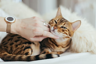 Woman petting a relaxed Bengal cat on a white fluffy blanket