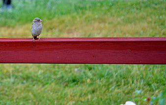 Small Sparrow Perched on Red Wooden Fence Rail