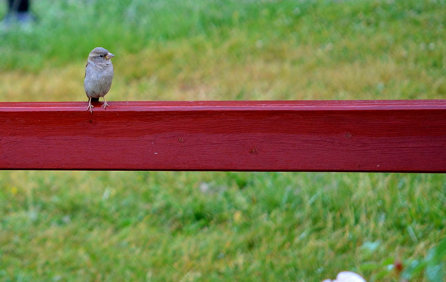 Small Sparrow Perched on Red Wooden Fence Rail