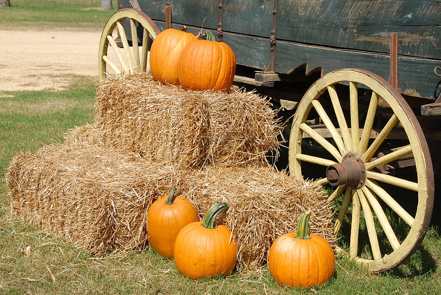 Pumpkins on Hay Bales Near Vintage Wagon