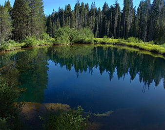 Serene forest pond with perfect tree reflections in clear blue water
