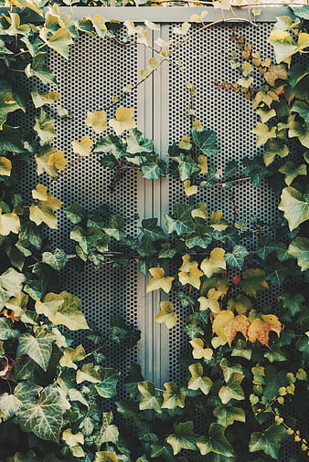Green ivy vines climbing a perforated metal wall