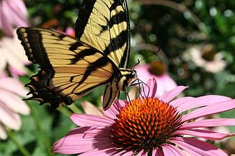 Eastern Tiger Swallowtail Butterfly on Pink Echinacea Flower