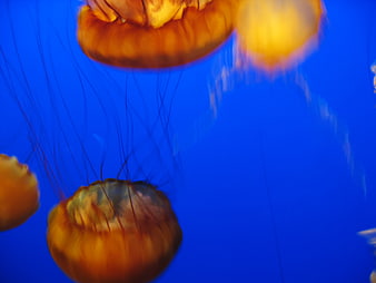 Orange Jellyfish Swimming in Blue Aquarium Water