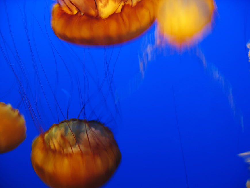 Orange Jellyfish Swimming in Blue Aquarium Water