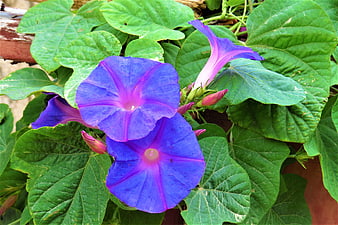 Vibrant Blue Morning Glory Flowers with Green Leaves