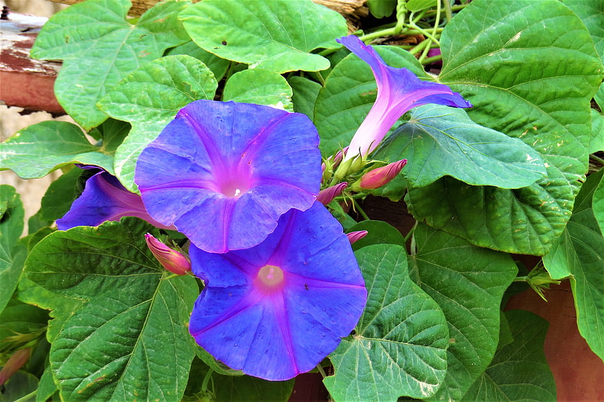 Vibrant Blue Morning Glory Flowers with Green Leaves