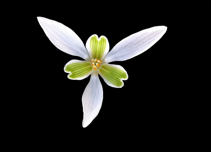 White and Green Flower on Black Background