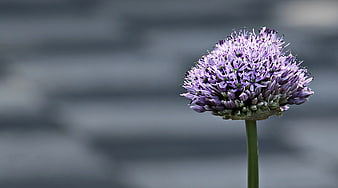 Purple Allium Flower Close-Up on Blurred Background