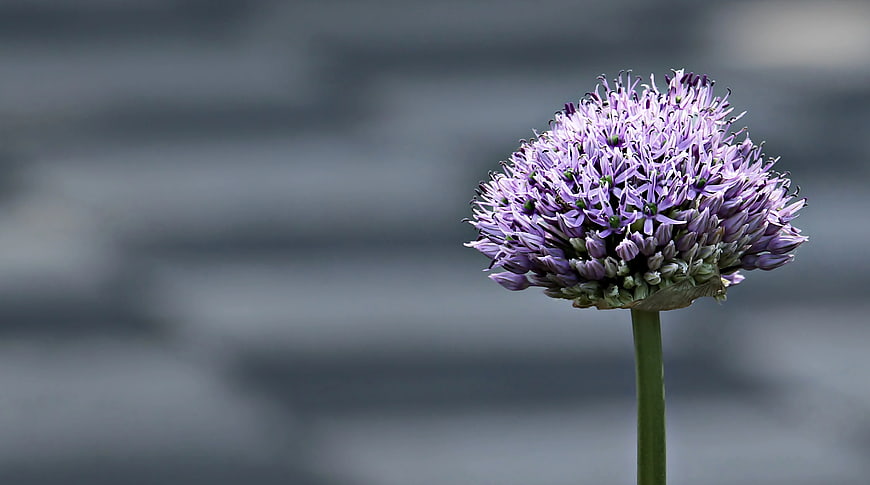 Purple Allium Flower Close-Up on Blurred Background