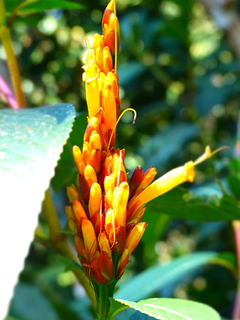 Vibrant Orange and Yellow Flower Spike Close-Up