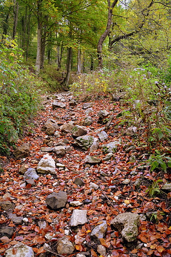 Rocky Forest Trail Covered In Autumn Leaves