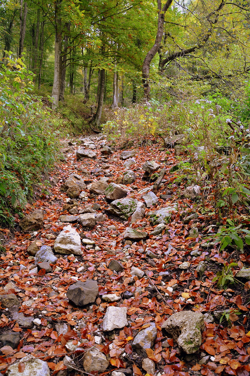 Rocky Forest Trail Covered In Autumn Leaves