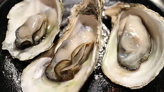 Fresh Raw Oysters On The Half Shell Close Up