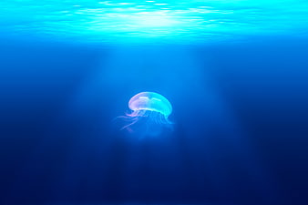 Luminous Jellyfish Floating in Deep Blue Ocean Water