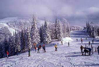 Ski resort slope with snow-covered pine trees and skiers