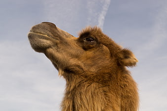 Close-up of a camel head against a blue sky