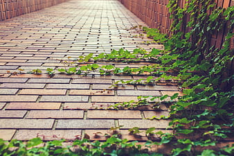 Green Ivy Vines Growing on Brick Pathway and Wall