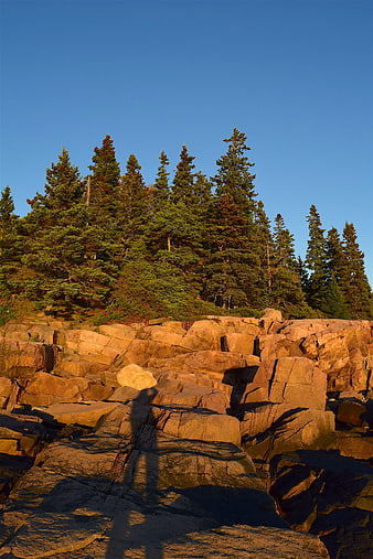 Golden Hour Sunlight on Granite Rocks and Pine Trees
