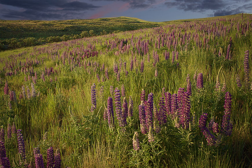 Vast Field of Purple Lupine Flowers in Rolling Green Hills