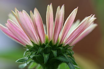 Close-up of a pink and white coneflower bud