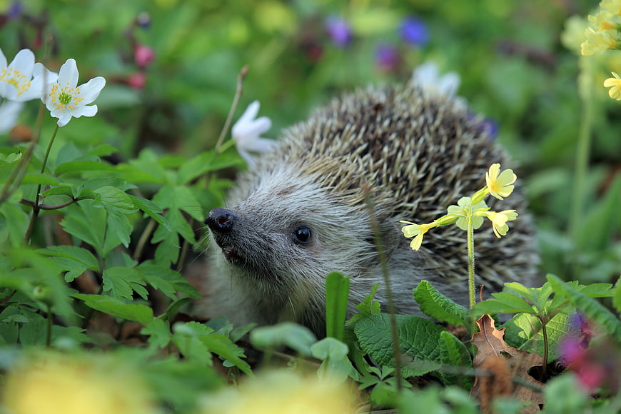 Cute Hedgehog Foraging Among Spring Wildflowers in Forest