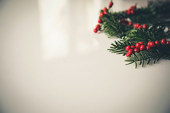 Christmas fir branches with red berries on white background