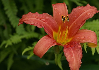 Close-up of orange daylily flower with water droplets