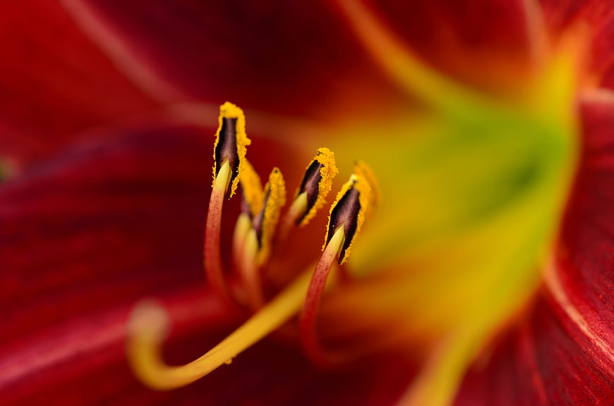 Macro Close-Up of Red Flower Stamen with Yellow Pollen