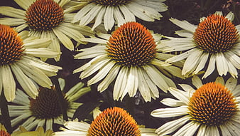 Close-up of vibrant orange and white coneflowers in a garden